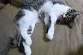 爱游戏下载-团队协作：完美配合助推胜利的绝佳法宝，团队协作句子经典语录