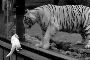 爱游戏官网-斯图加特伤病困扰，球队表现不稳定，斯图加特队阵容