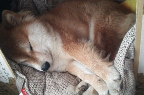 爱游戏体育（AYX）官方APP下载-“战术布局：赛事中的智赢策略”，竞赛战术