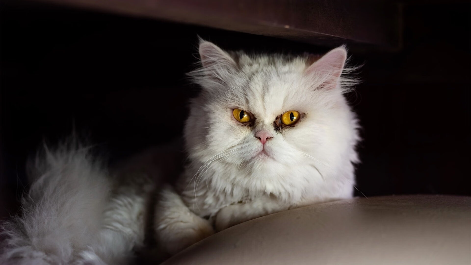 【场地影响分析】洛杉矶球场对比赛风格的影响,洛杉矶足球场